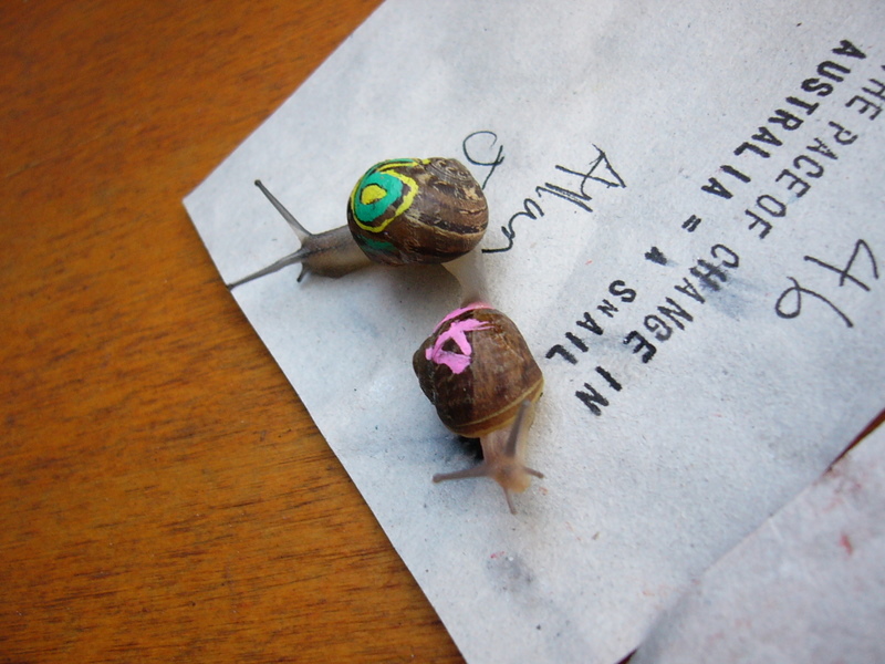 Snail Racing