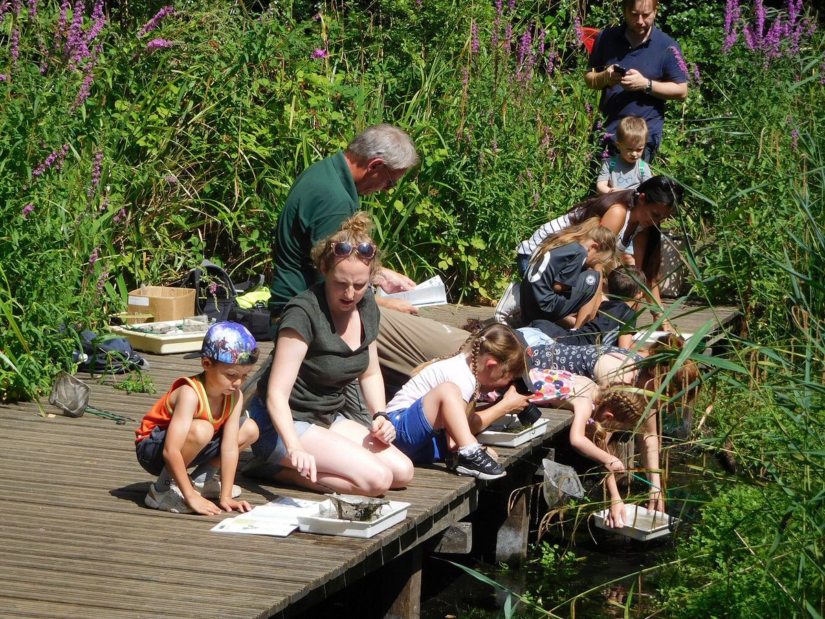 Pond Dipping