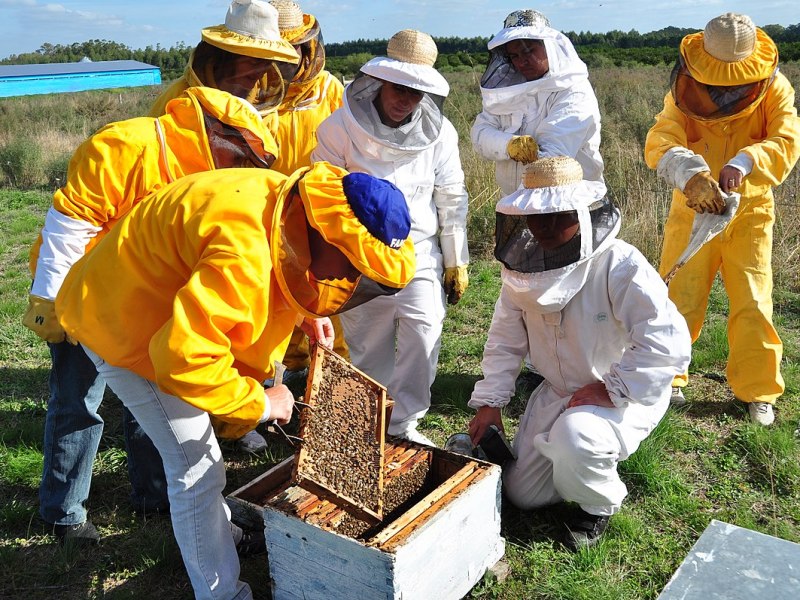 Beekeeping